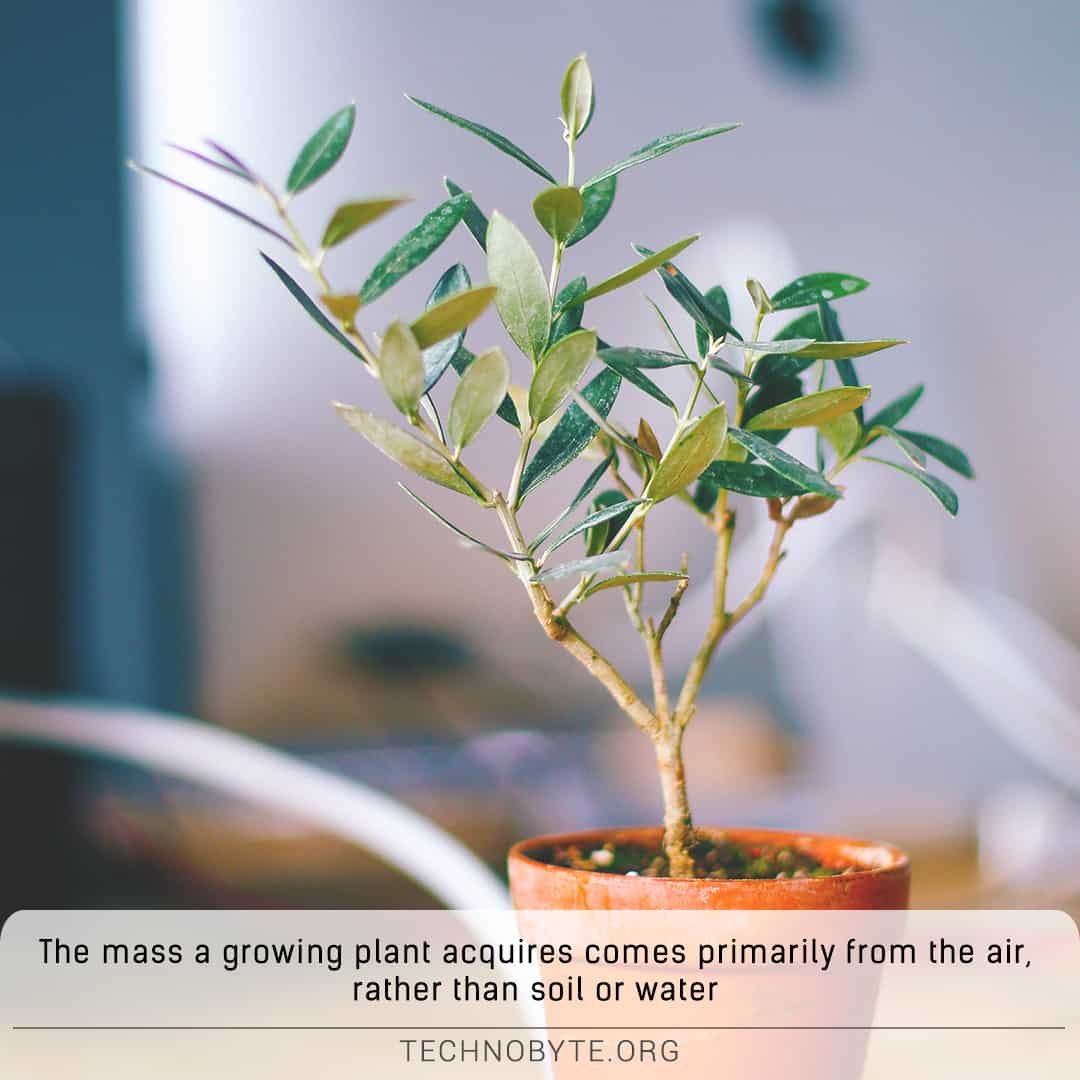 How do trees get so heavy?