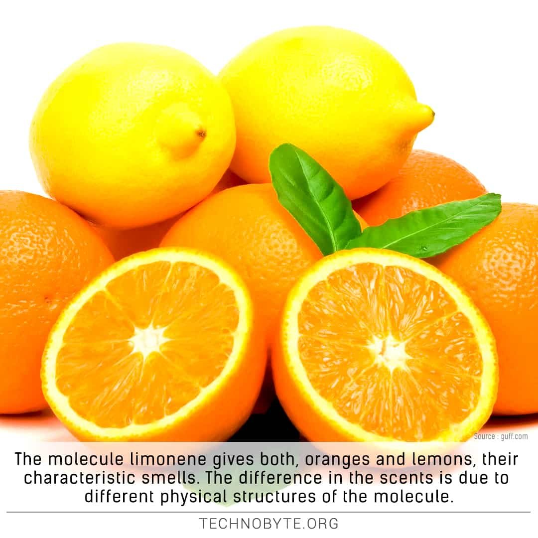 Oranges and lemons get their smell from the same molecule