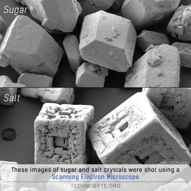 scanning electrons microscope