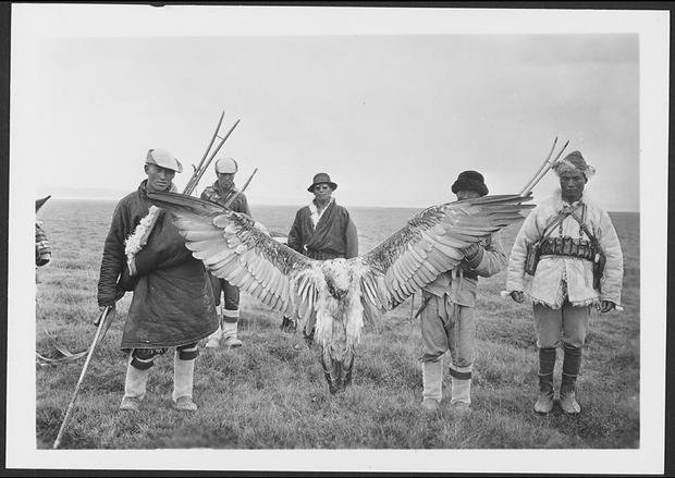 vulture lammergeier