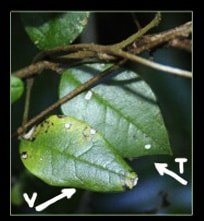 Boquila vine bizarre mysterious plant climber shapeshifter small