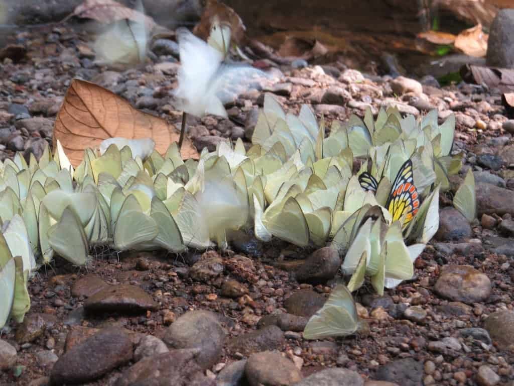 Butterflies mud puddling. It helps them get salts just like drinking tears.