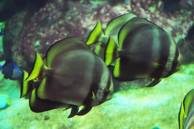Adult Pinnatus Batfish - Dusky Batfish