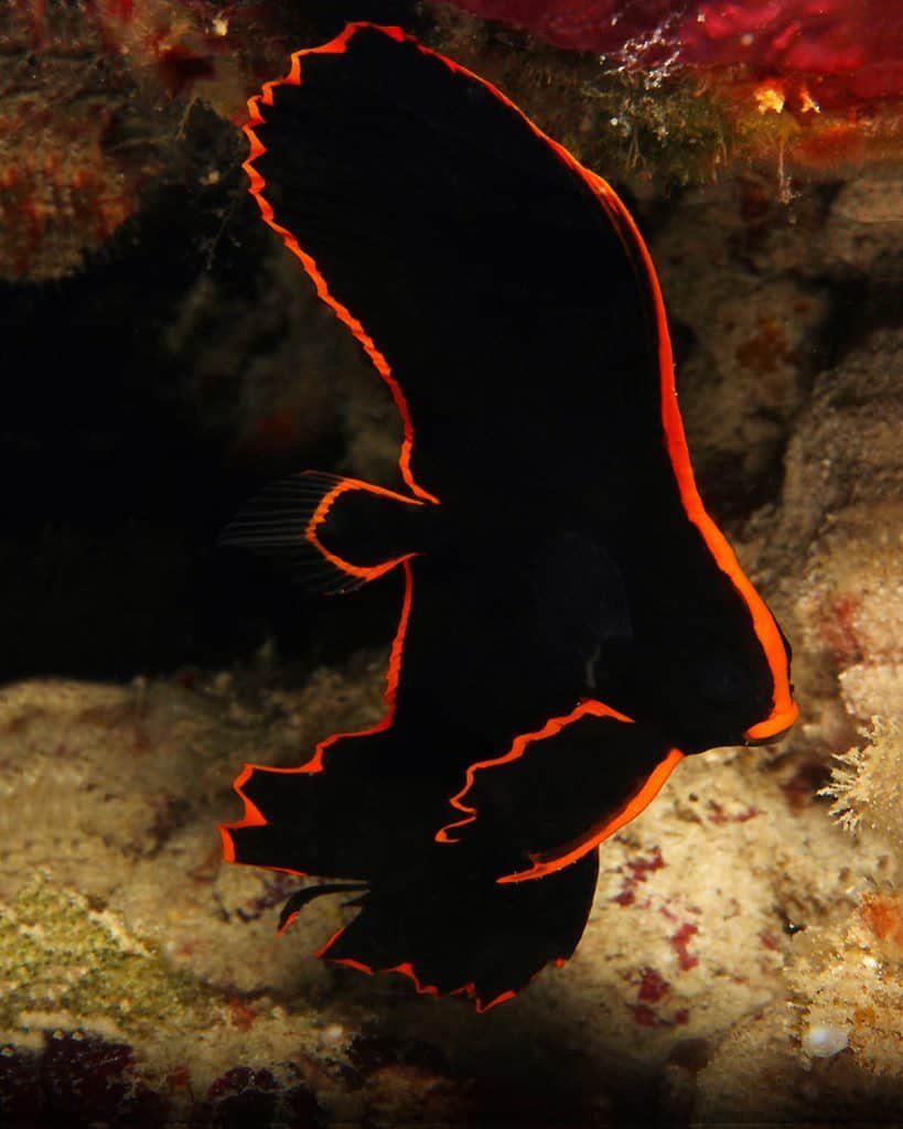 Juvenile Pinnatus Batfish