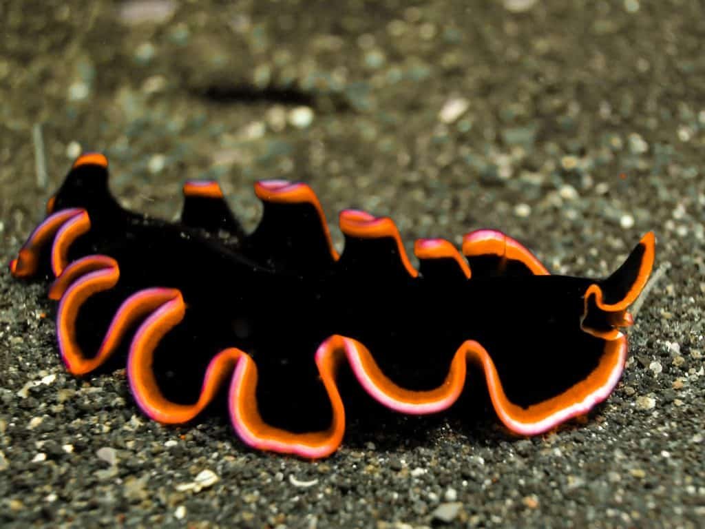 platyhelminth pseudoceros - Batesian Mimicry between Batfish and flatworm