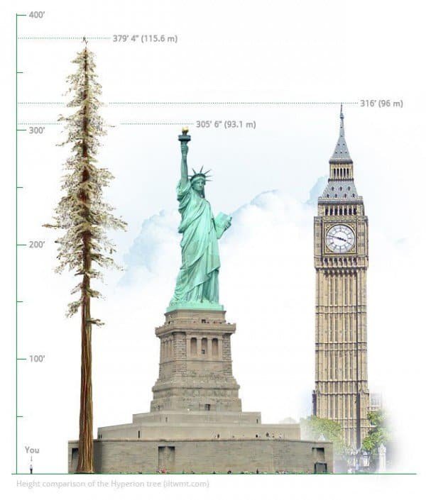 Hyperion-tallest tree in the world