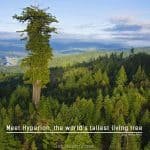 The Tallest Tree In The World The Mighty Hyperion The Tallest Tree In The World The Mighty Hyperion